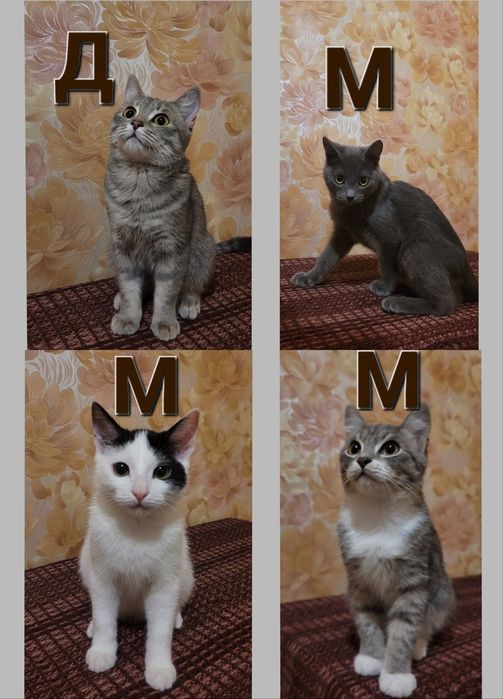 3 мальчика и девочка