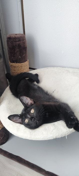 Отдам котенка в добрые руки