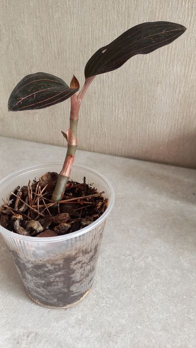 Продам цветок орхидея  Лудисия драгоценная