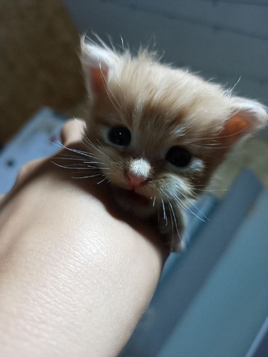Продам котят Мейн-кун