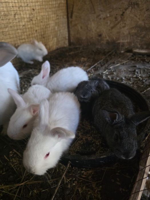 Продам крольчат  крупной породы