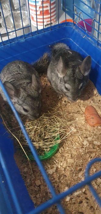 Шиншилла в продаже