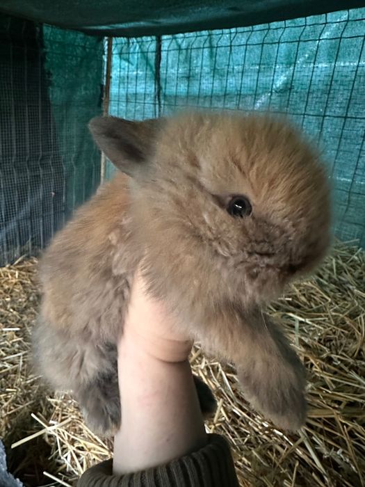 Vând Pui iepure pitic