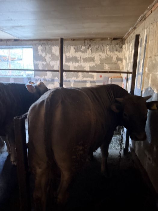 Бычки 2годавалые жирные