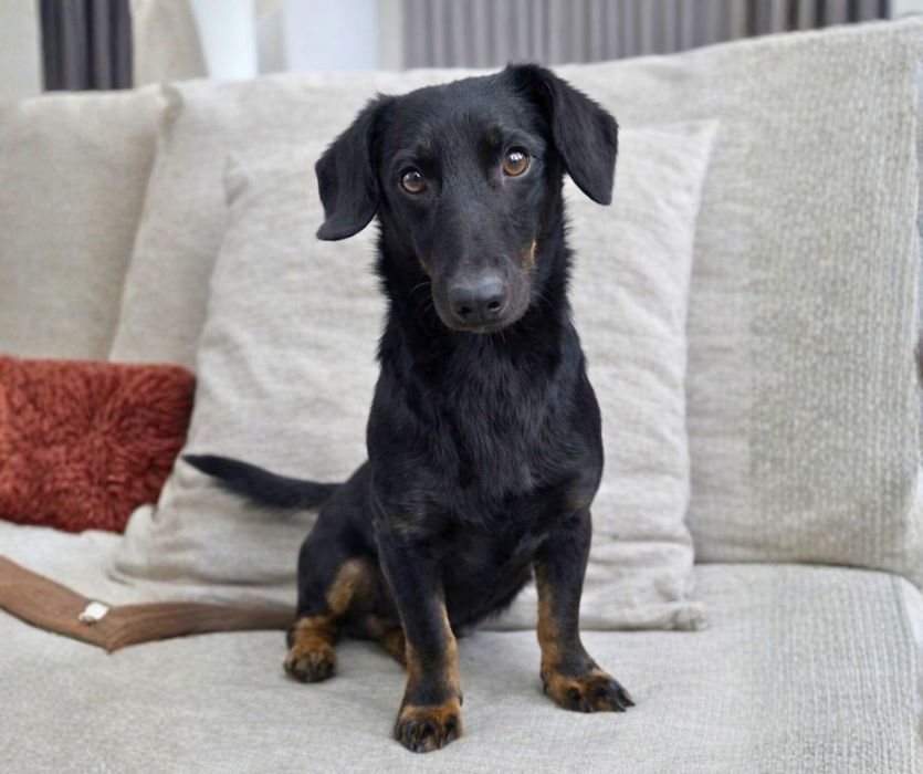 Такса-мальчик, 1 год, идеальный характер