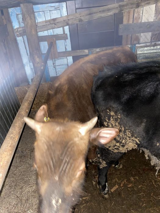 Продам 3-х бычков