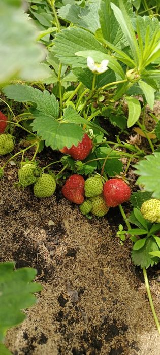 Рассада клубника ремонтная