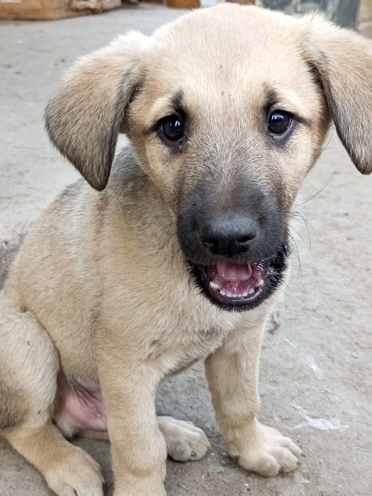 Отдам щенят в хорошие руки