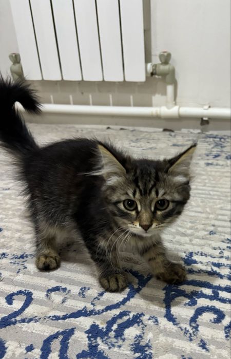 Два котёнка в добрые руки