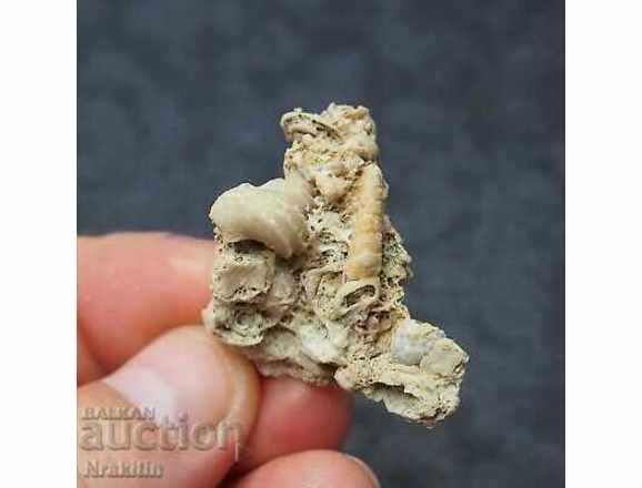 Фосили на плочка