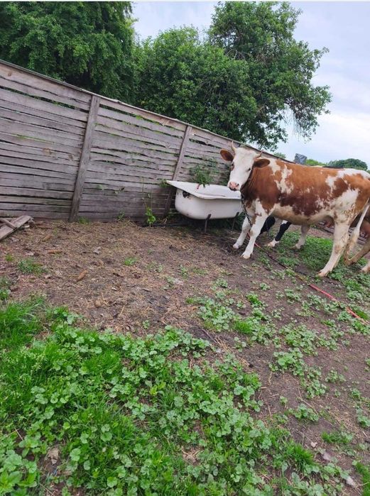 Продам коровушку с телёнка