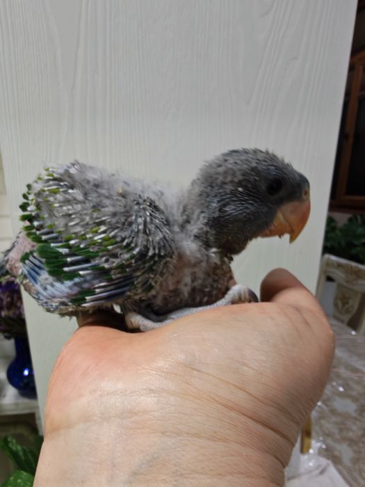 Продаётся птенец Китайского Кольчатого попугая.