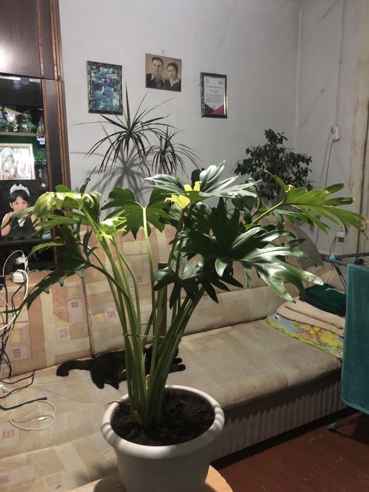 Продаю комнатные цветы