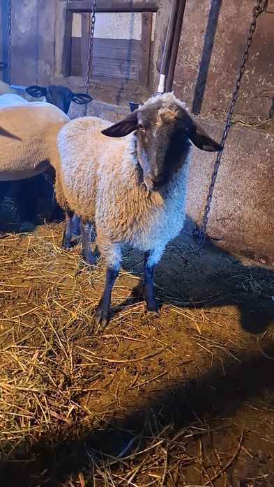 Vând mieluțe metis suffolk