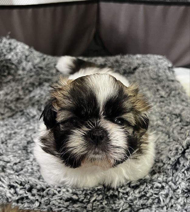 Shih-tzu de vanzare