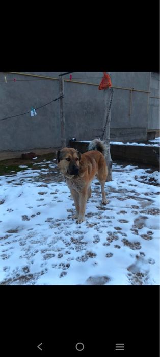 Ит сатылады бағасы келісімдіі