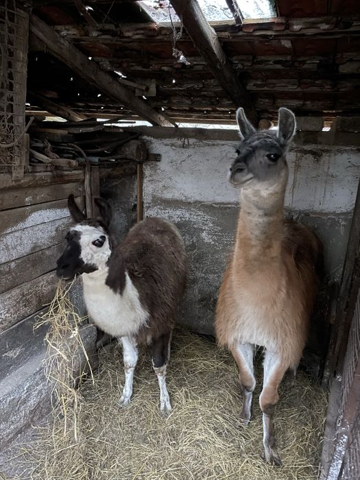 Mascul lama, schimb cu femela unul din doi….