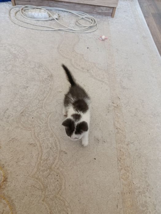 Катёнак 1месец пристраивается