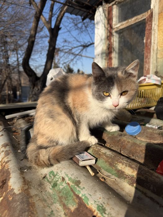 Пристраивается котенок