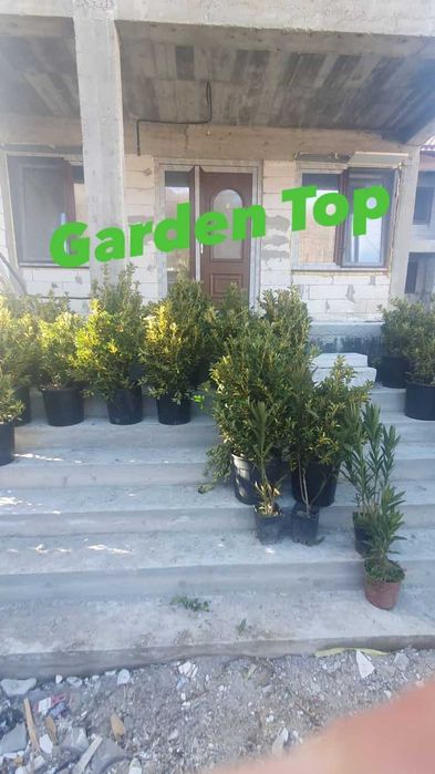 Mesteacan, pothinia, gazon