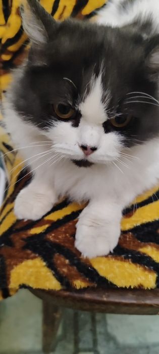 Милая кошечка ищет любящие ручки!