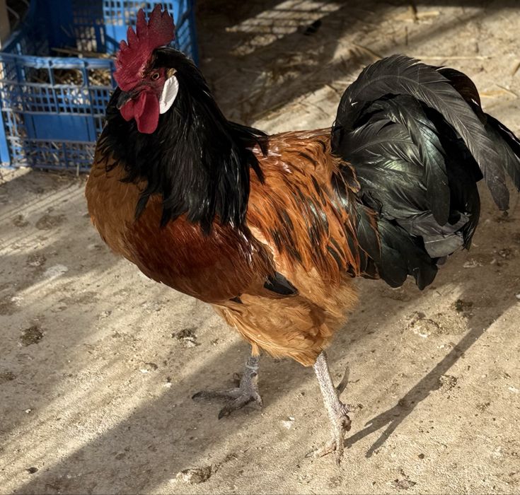 Vând o familie de 6+1 gaini  vorwerk