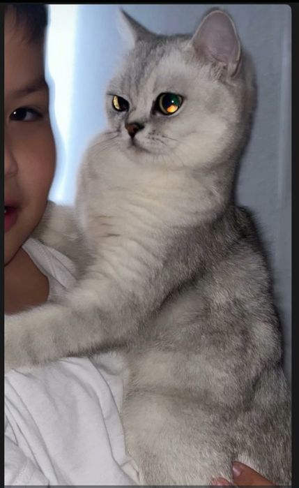 Кошка кот  мысық