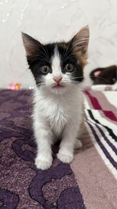 Бесплатно Котенок