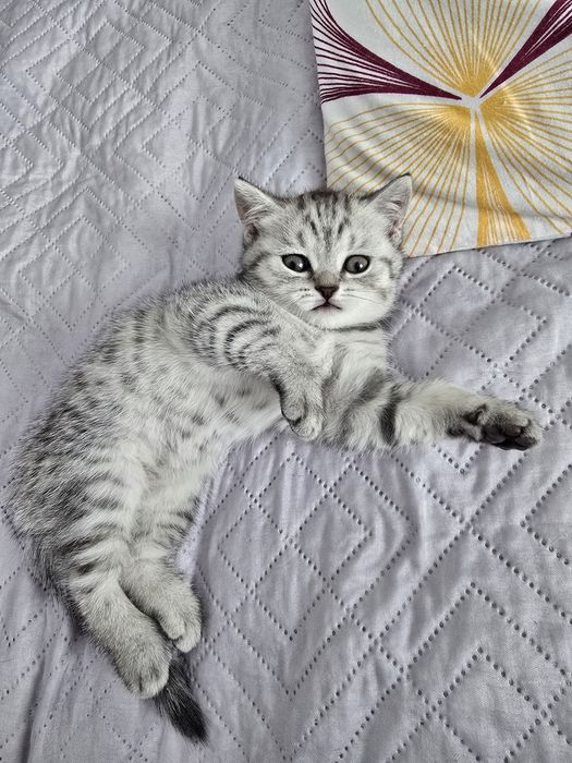 Котенок Скоттиш страйт
