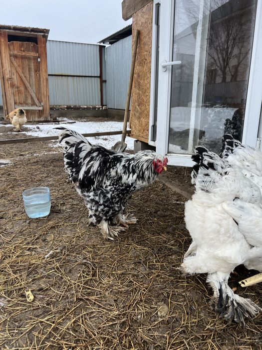 Брам продам узынагаш