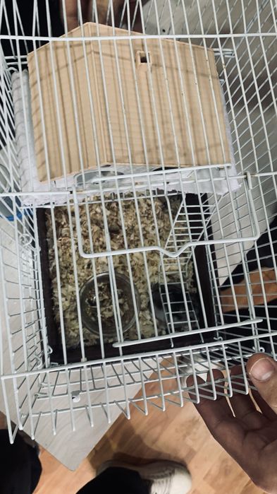 Хомяк с клеткой