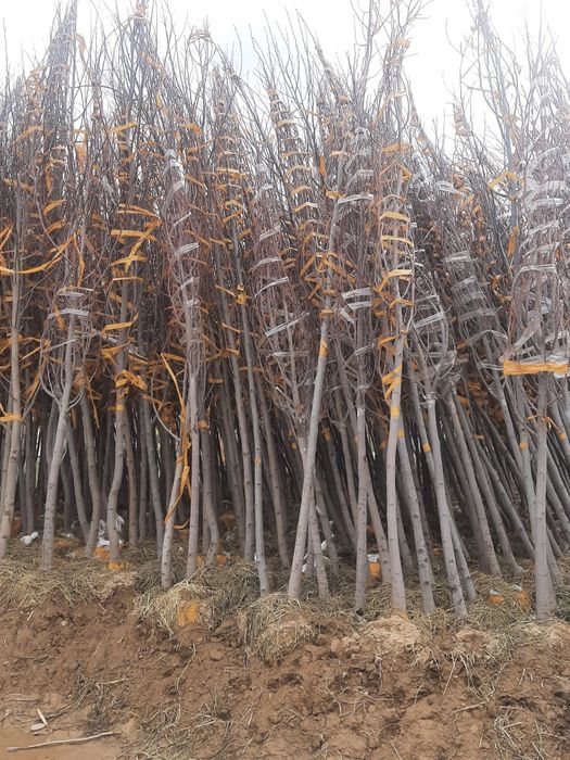 Manzarali daraxt ko'chatlari