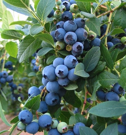 Боровинка (Синьо Злато)/Vaccinium Blue gold