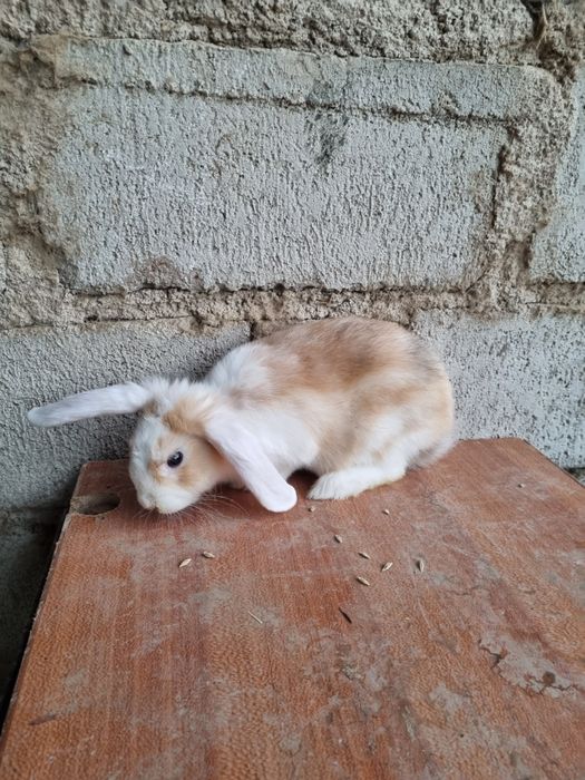 Голландские вислоухой кролики