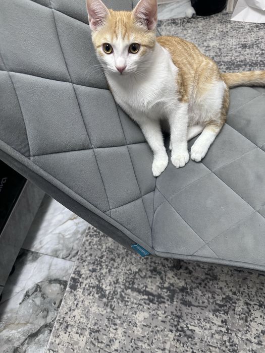 Отдам котенка в добрые руки