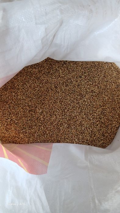 Эспарцет ұрық бар