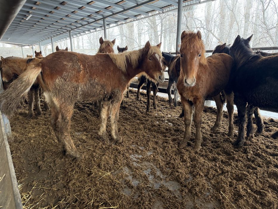 Жабагы бордакы 30 бас