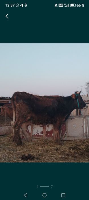 Продам корову срочно