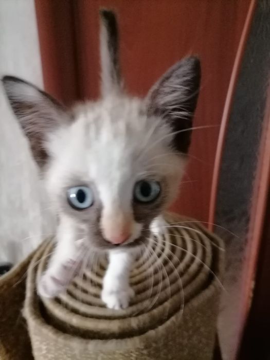 Красивый котенок в добрые руки