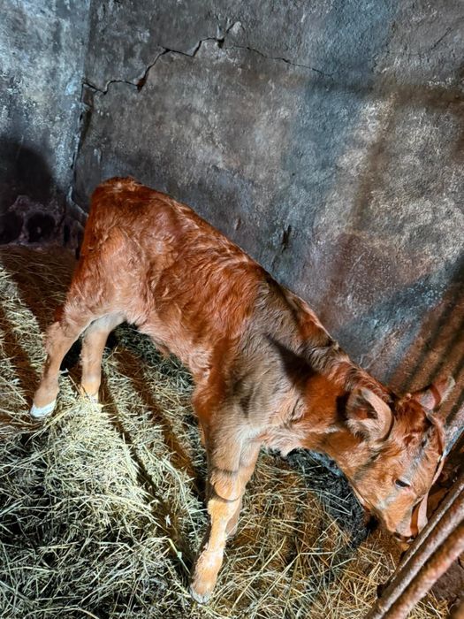 Продам телят телочку