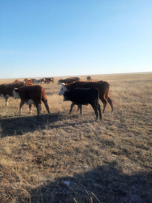 Подсос бызаулар сататын