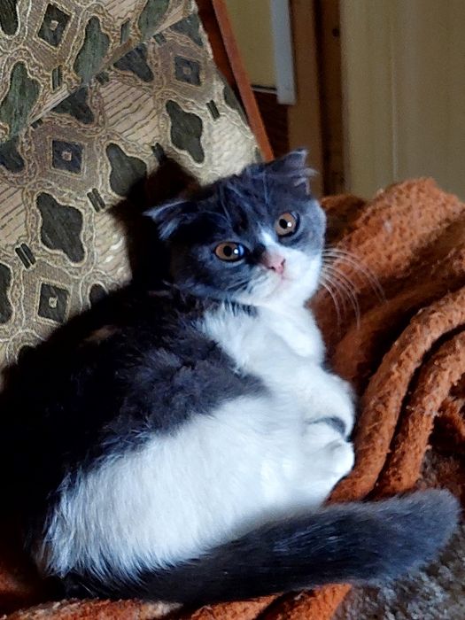 Отдам котят за фрукты 1 кг.