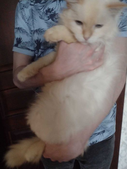 Отдам кота в добрые руки