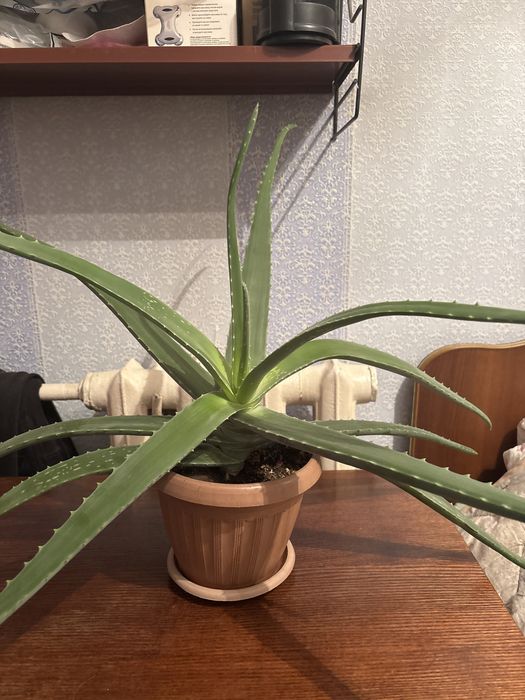 Продам алоэ вера