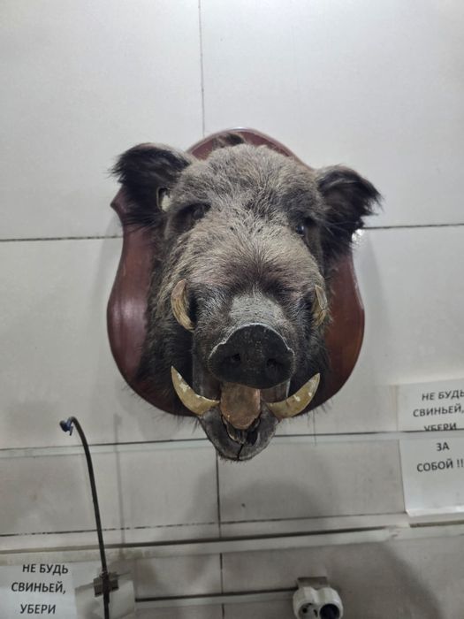 Продам чучило кабана