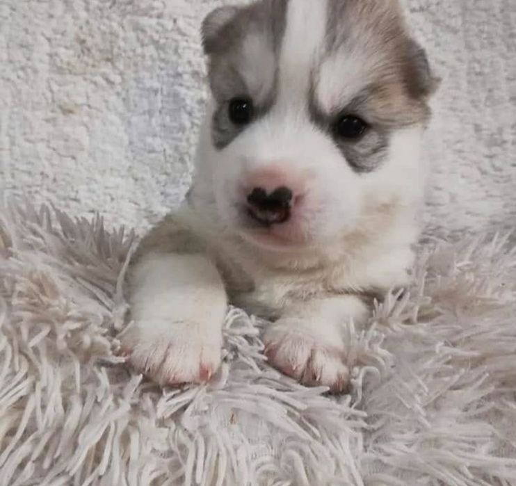 Щенки очаровательной хаски