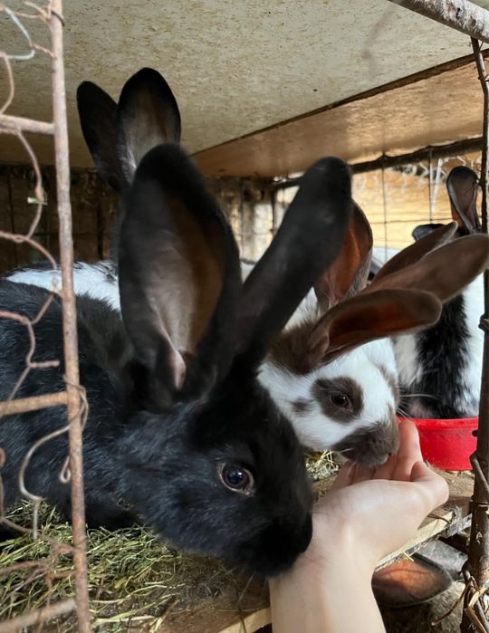 Urias si Fluture German