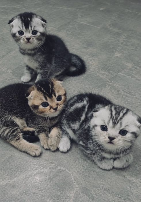 Вислоухие котята