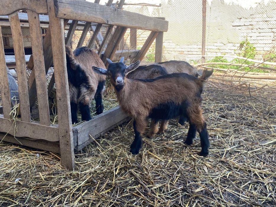 Продаеться козлята