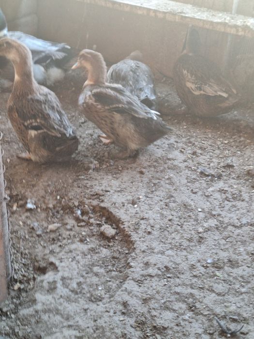 Башкирские утки продам